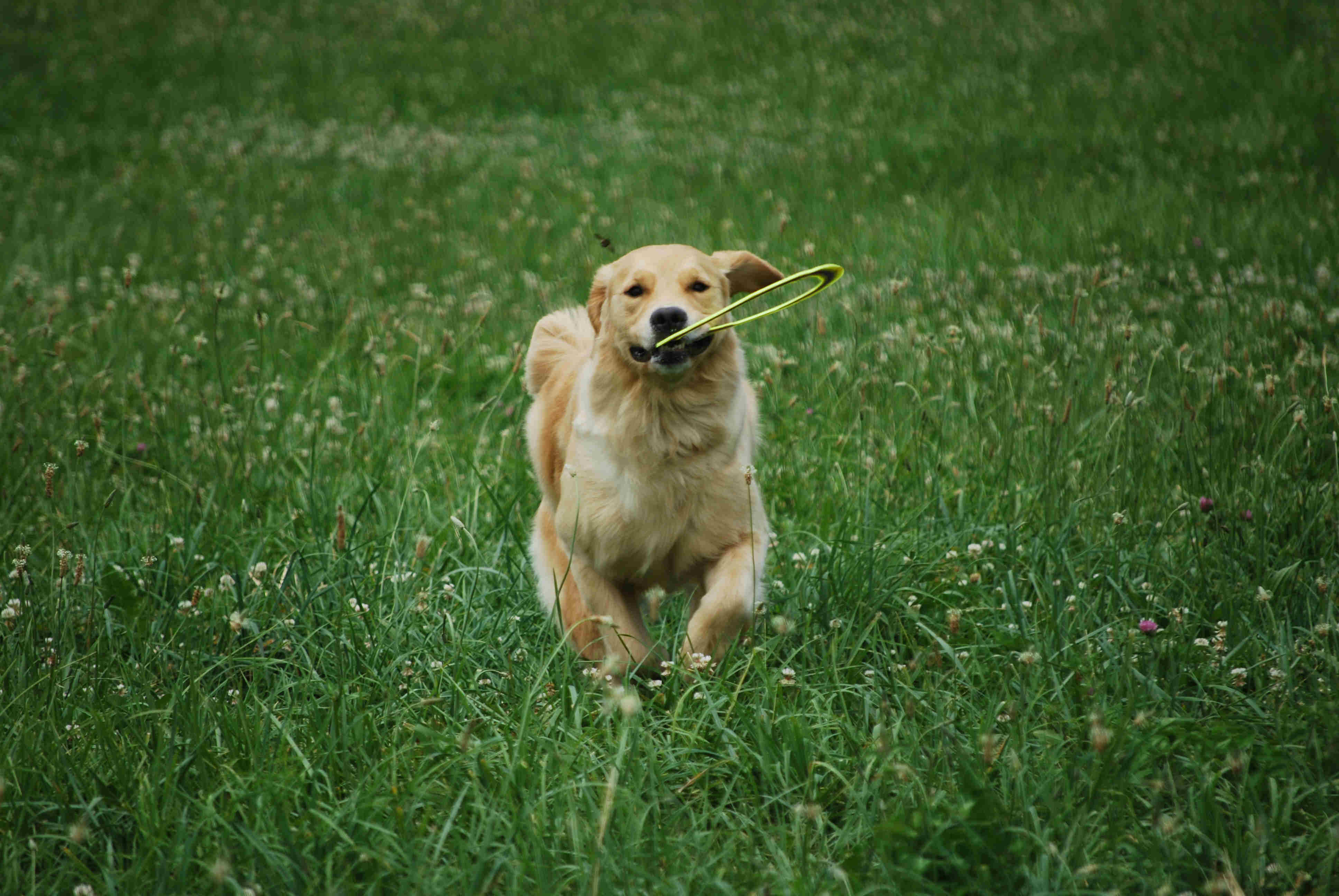 Lily in the field